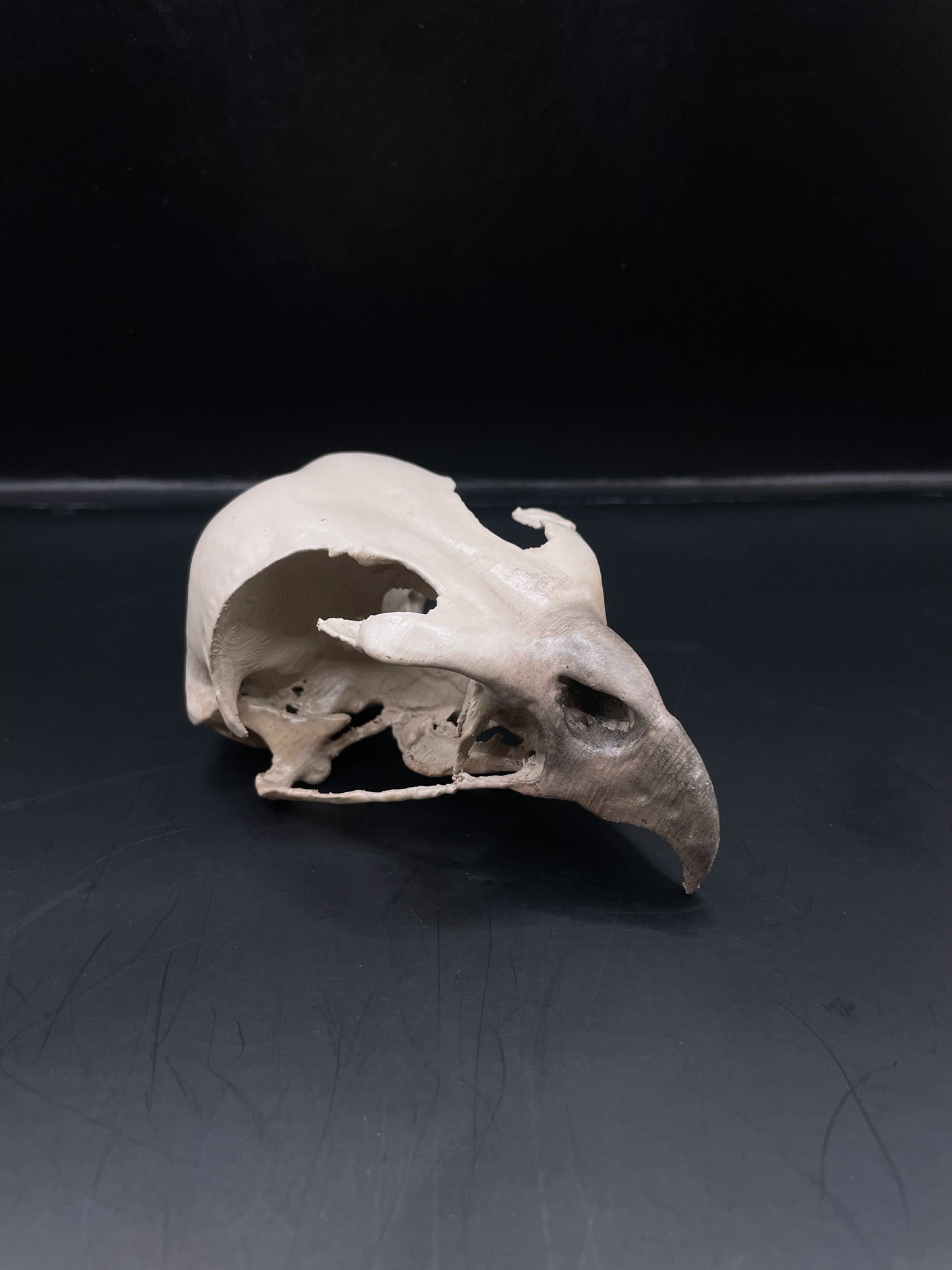 Hawk skull 3D Replica