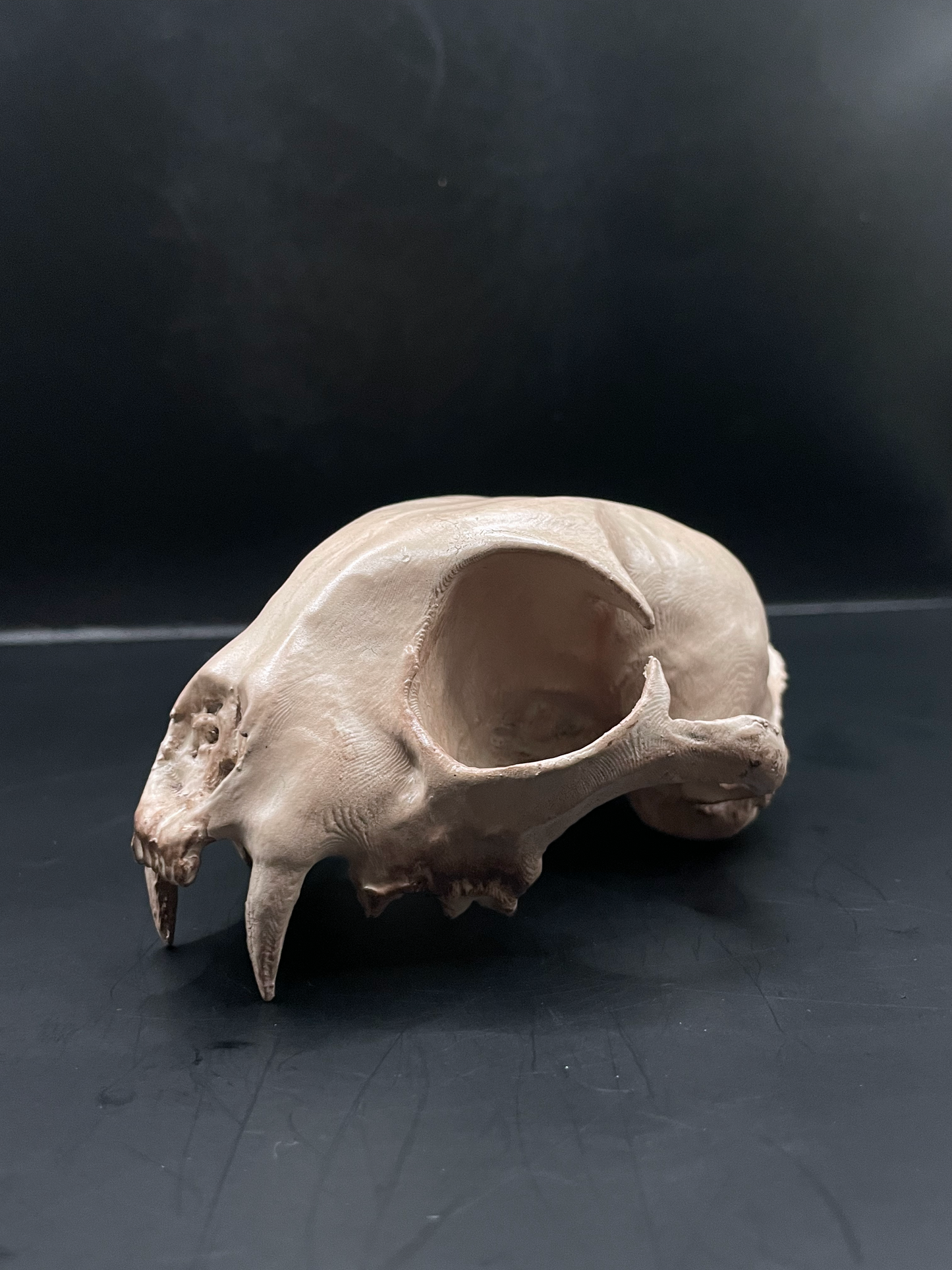 Bobcat skull 3D Replica
