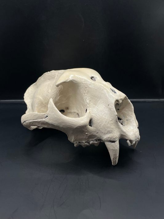 Mountain Lion skull 3D Replica Real size