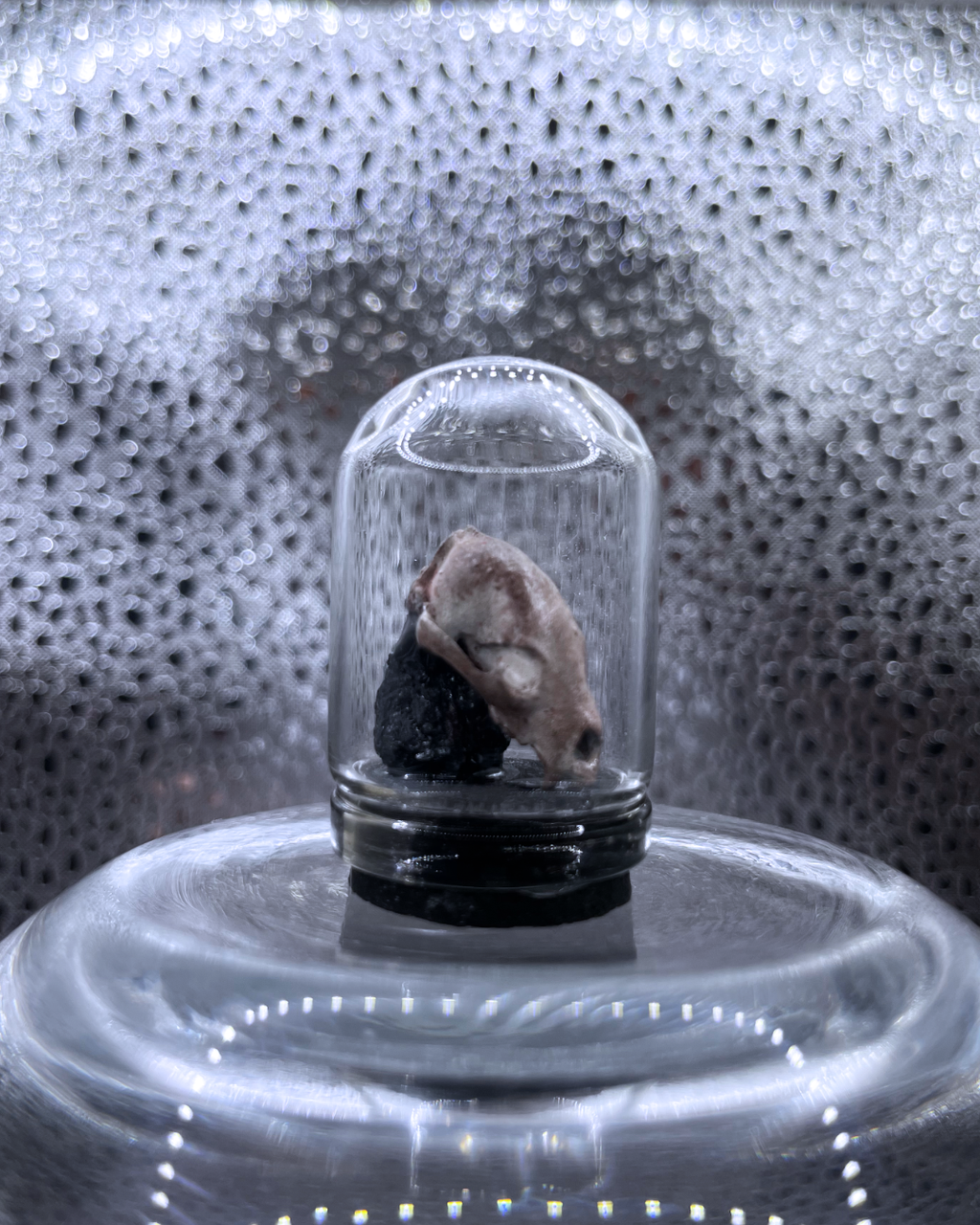 Mini Relic Dome: Feral Fragment