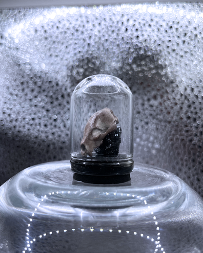Mini Relic Dome: Feral Fragment