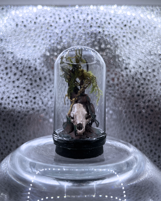 Mini Relic Dome: Growth Over Remains