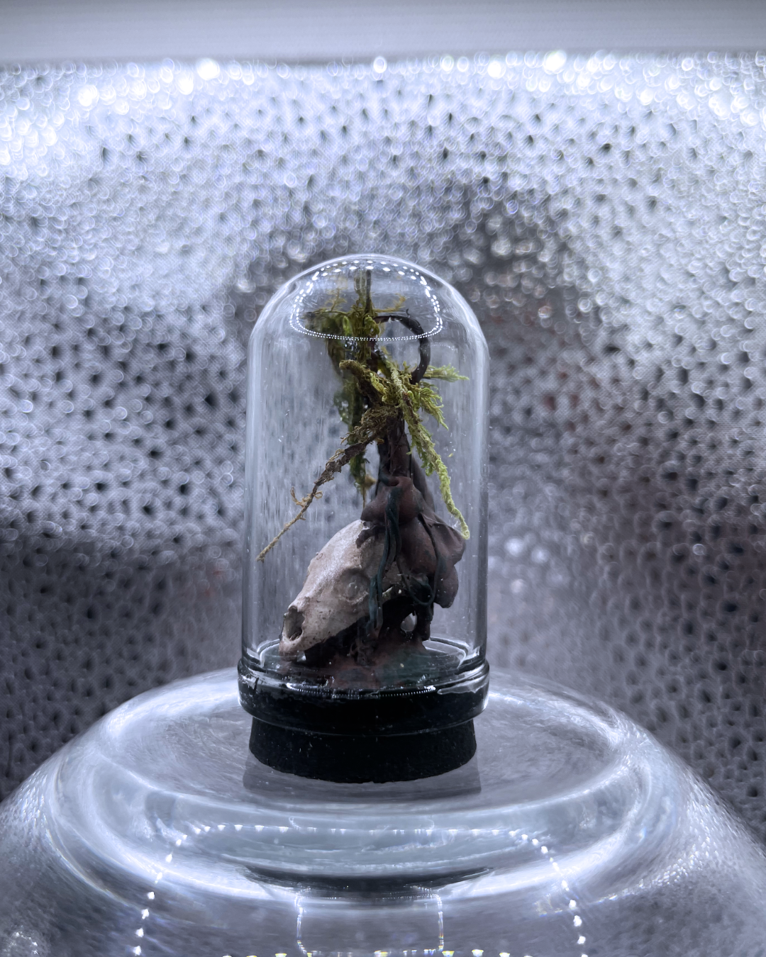 Mini Relic Dome: Growth Over Remains