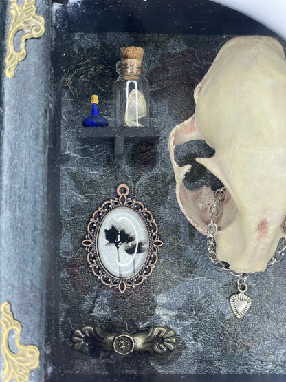 The Old Bobcat, Cabinet of Curiosities