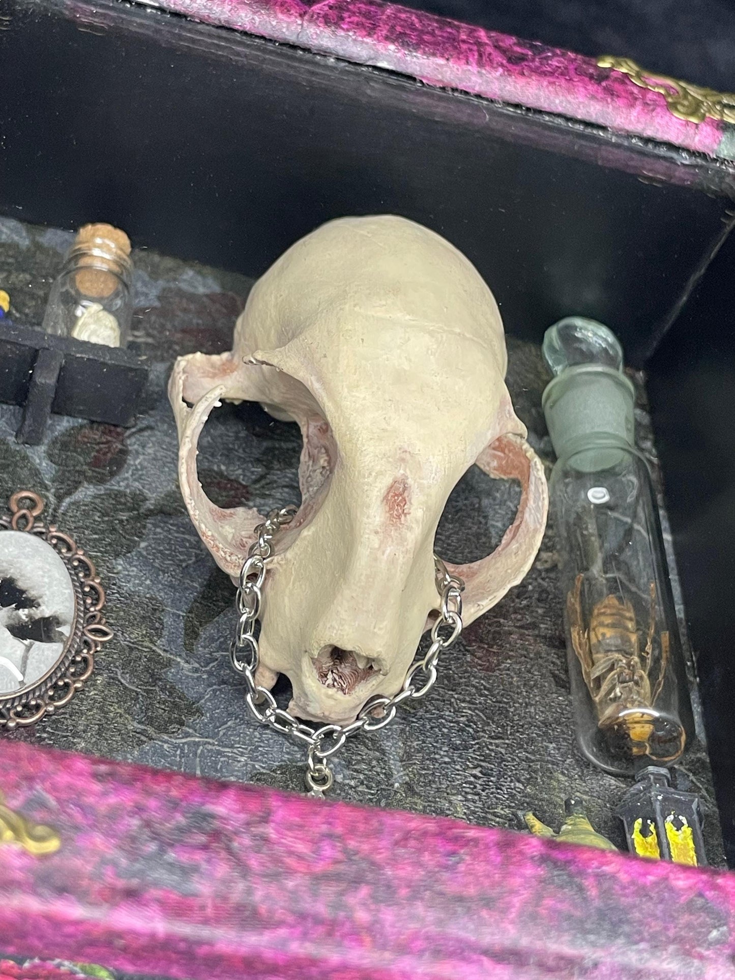 The Old Bobcat, Cabinet of Curiosities