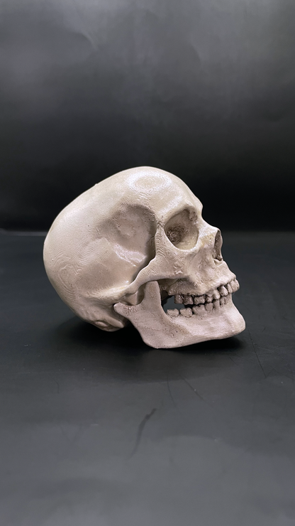 Human skull 3D Replica