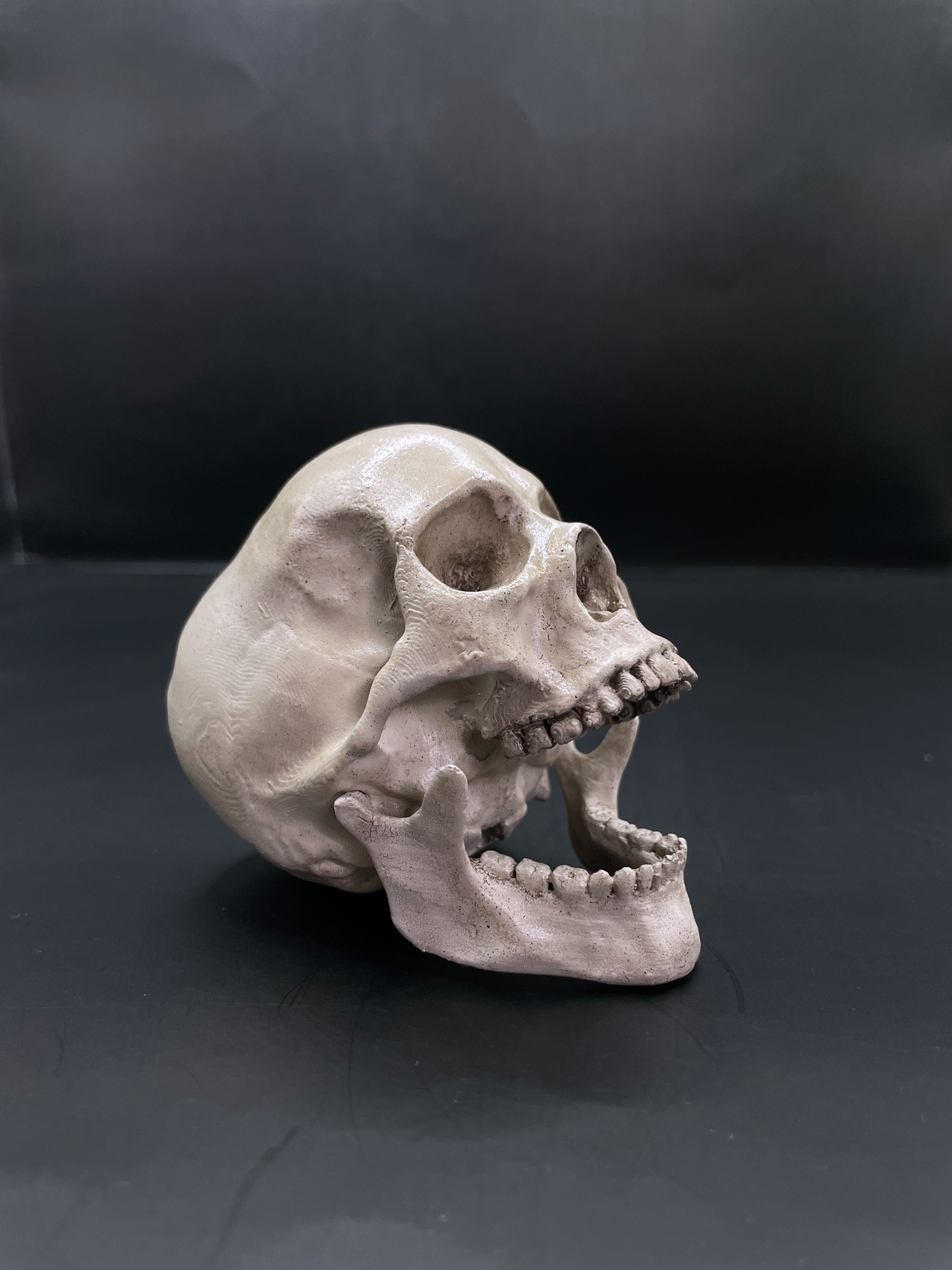 Human skull 3D Replica