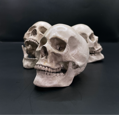 Human skull 3D Replica