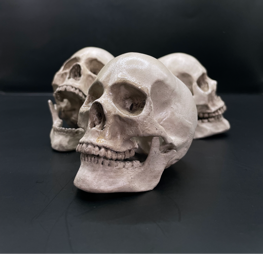 Human skull 3D Replica