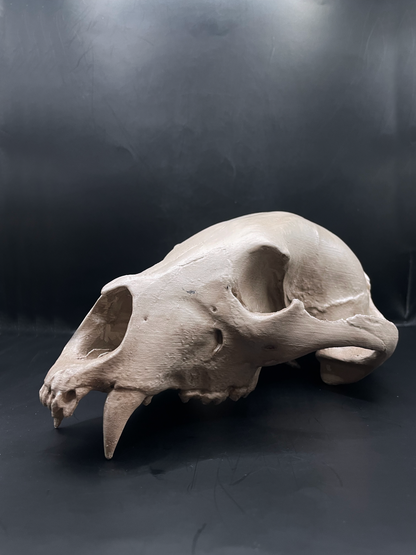 Bear skull 3D Replica Real size