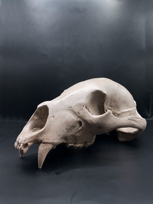Bear skull 3D Replica Real size