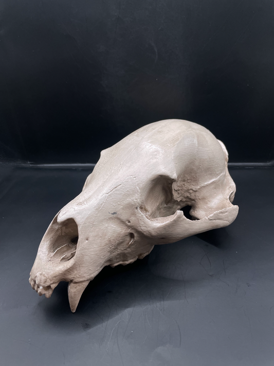 Bear skull 3D Replica Real size