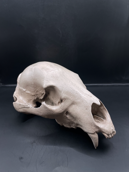 Bear skull 3D Replica Real size