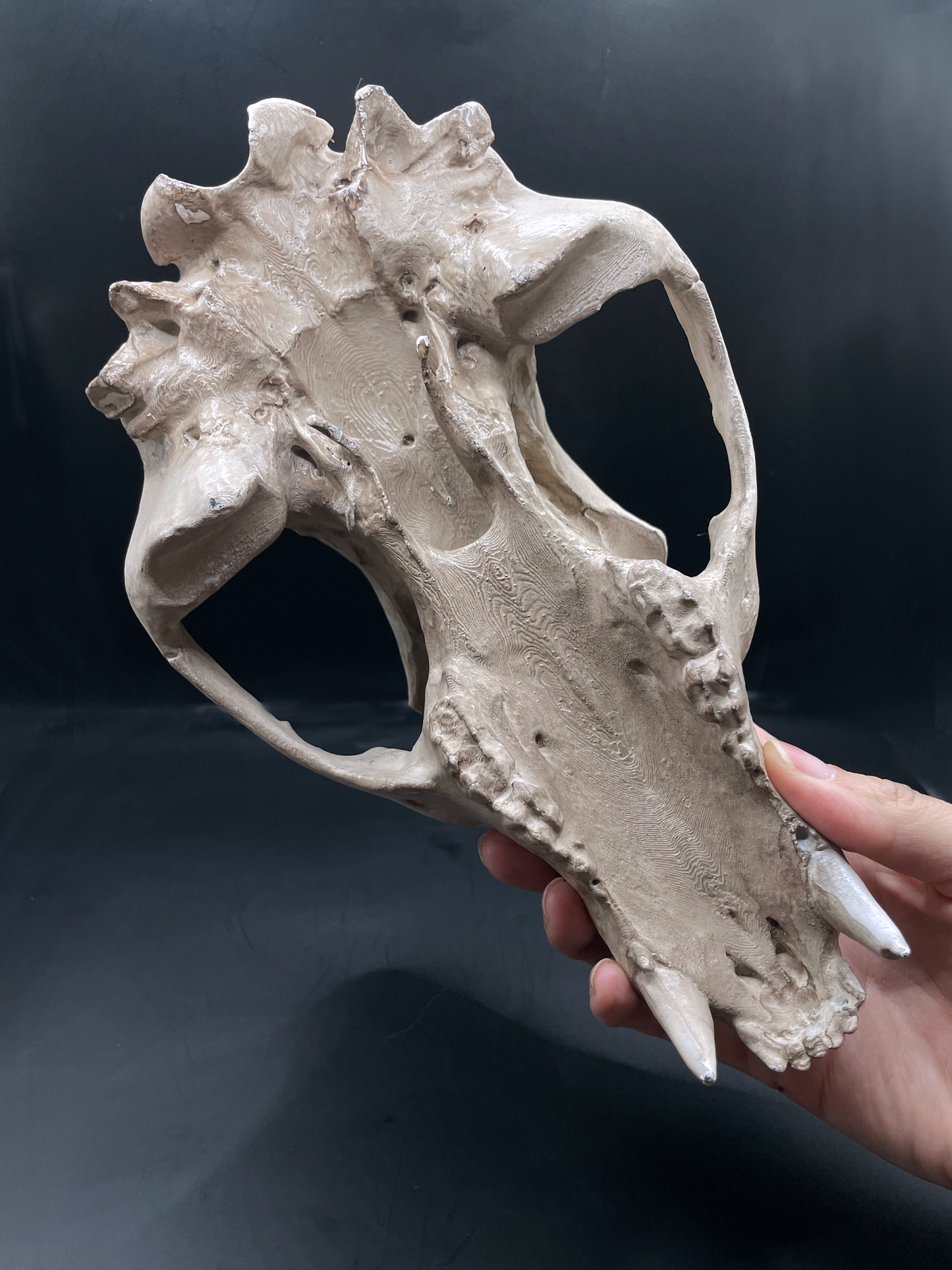 Bear skull 3D Replica Real size