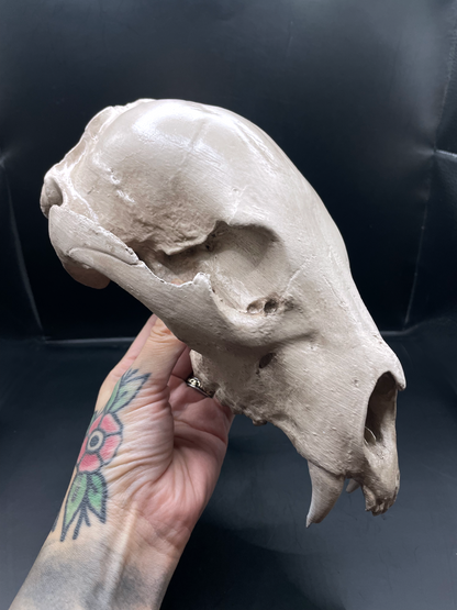 Bear skull 3D Replica Real size