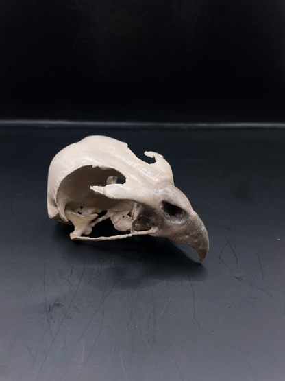 Hawk skull 3D Replica