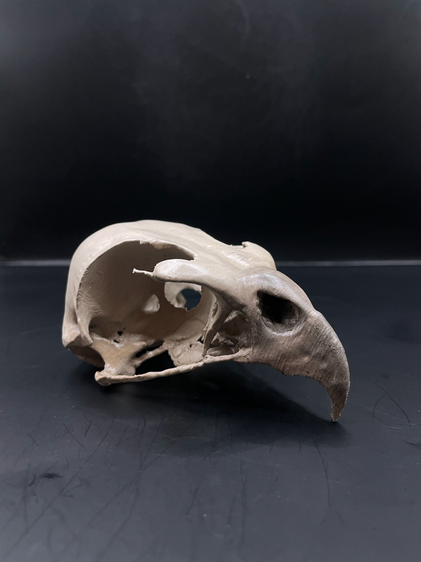 Hawk skull 3D Replica