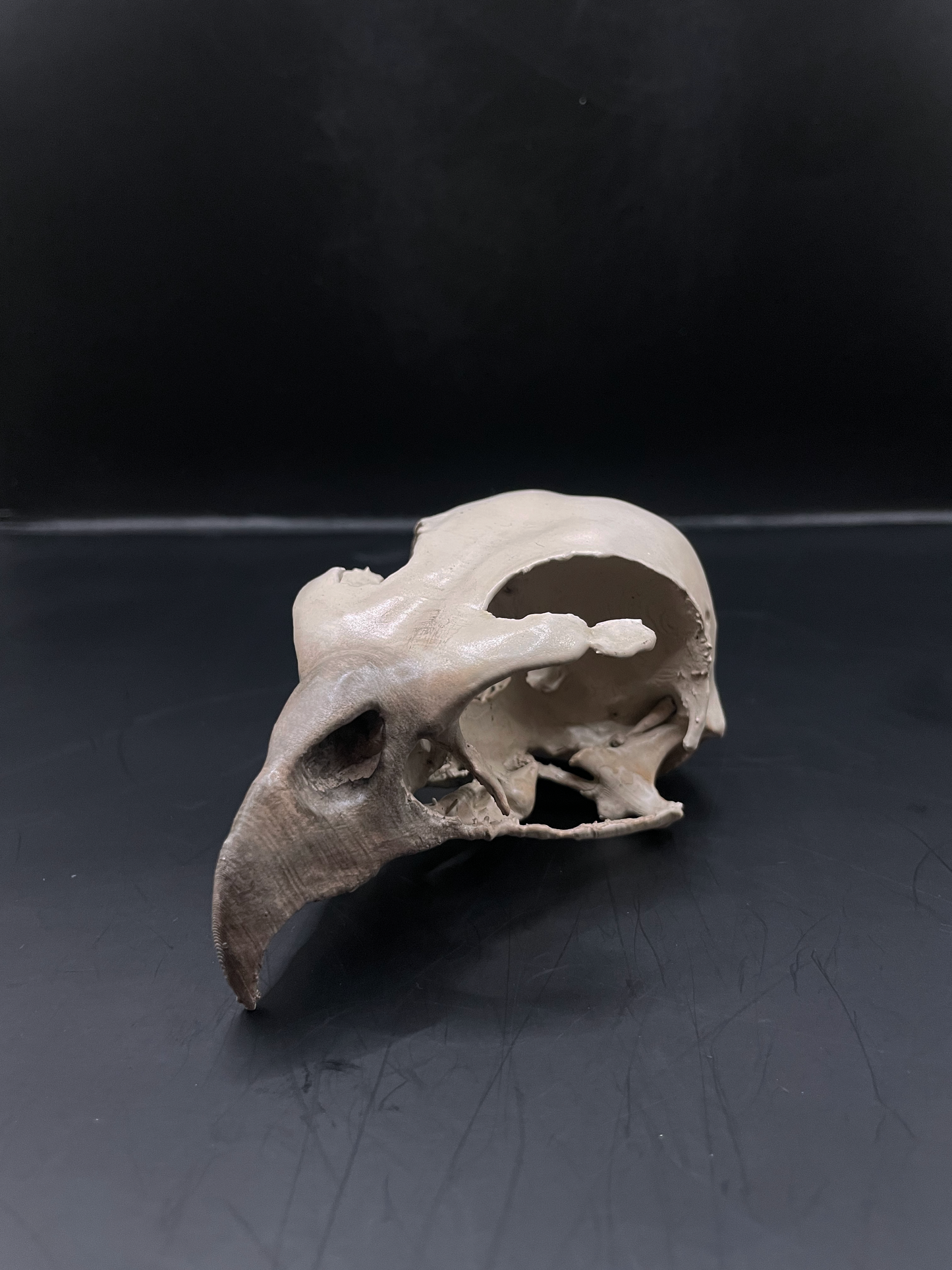 Hawk skull 3D Replica