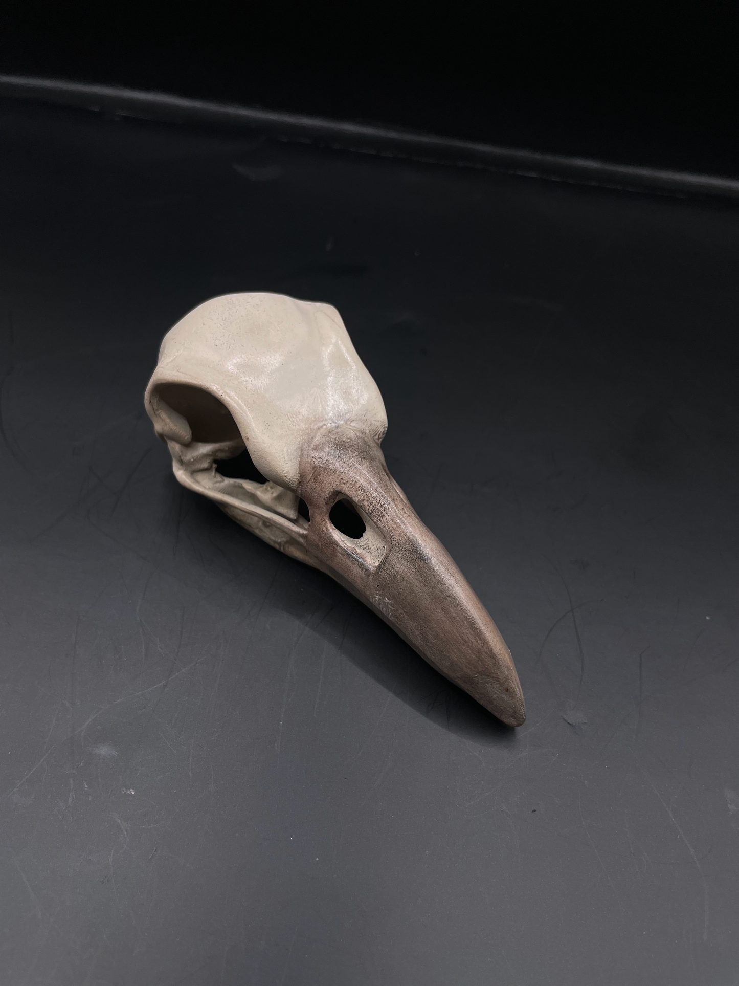 Raven skull 3D Replica