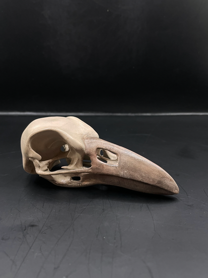 Raven skull 3D Replica