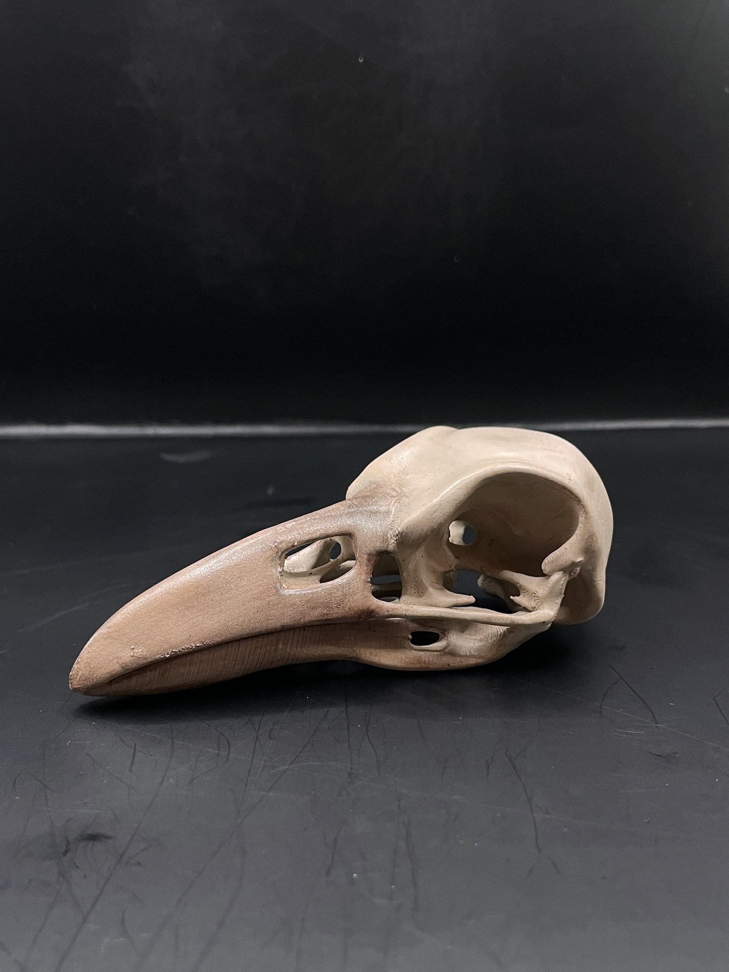 Raven skull 3D Replica