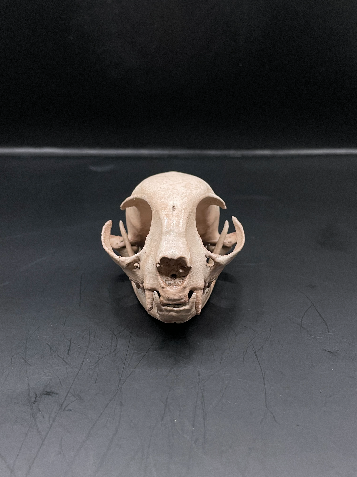 Domestic Cat skull 3D Replica