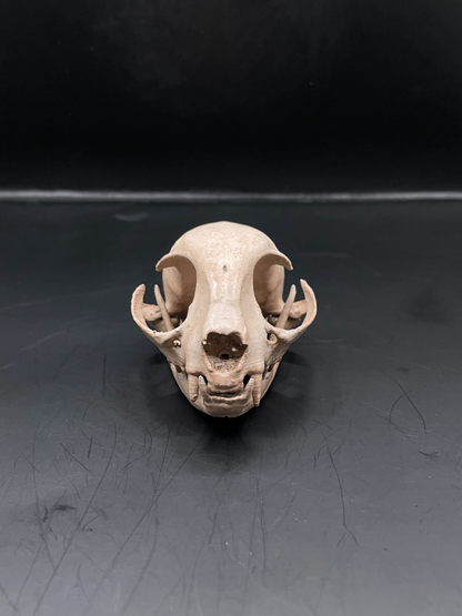 Domestic Cat skull 3D Replica