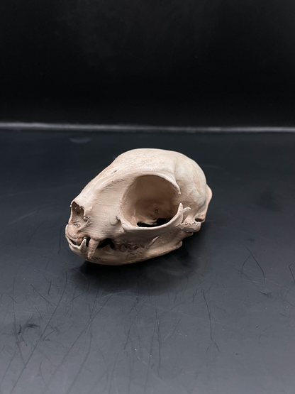 Domestic Cat skull 3D Replica