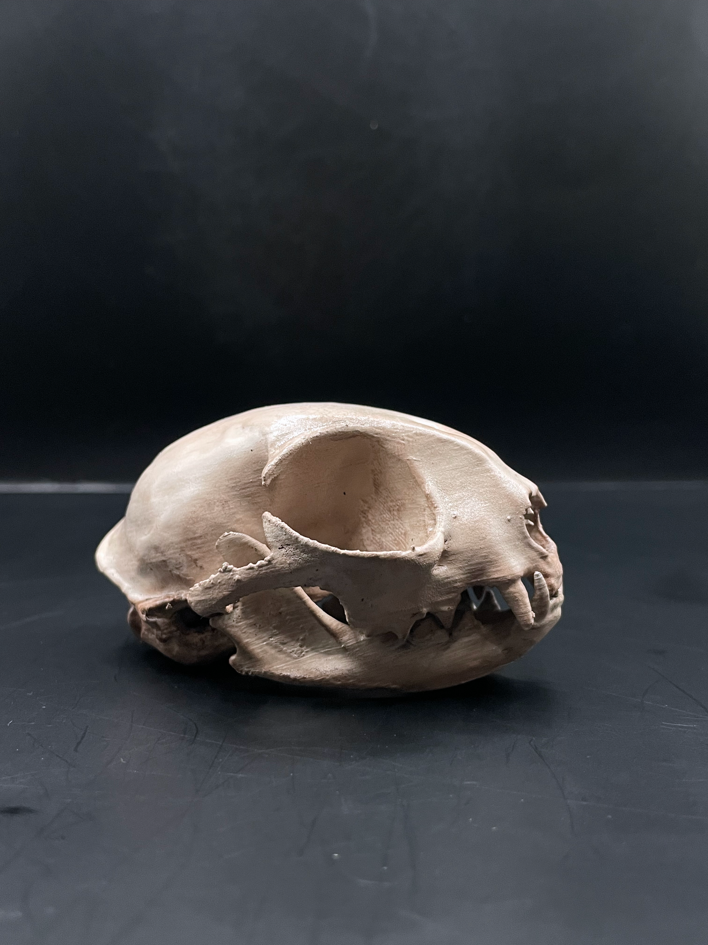 Domestic Cat skull 3D Replica