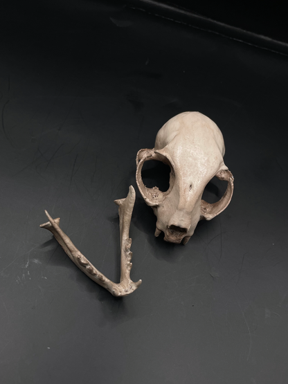 Domestic Cat skull 3D Replica