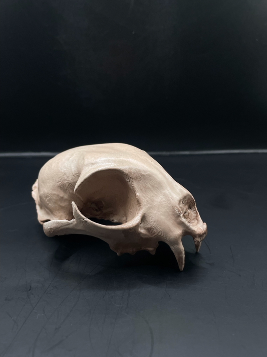 Bobcat skull 3D Replica