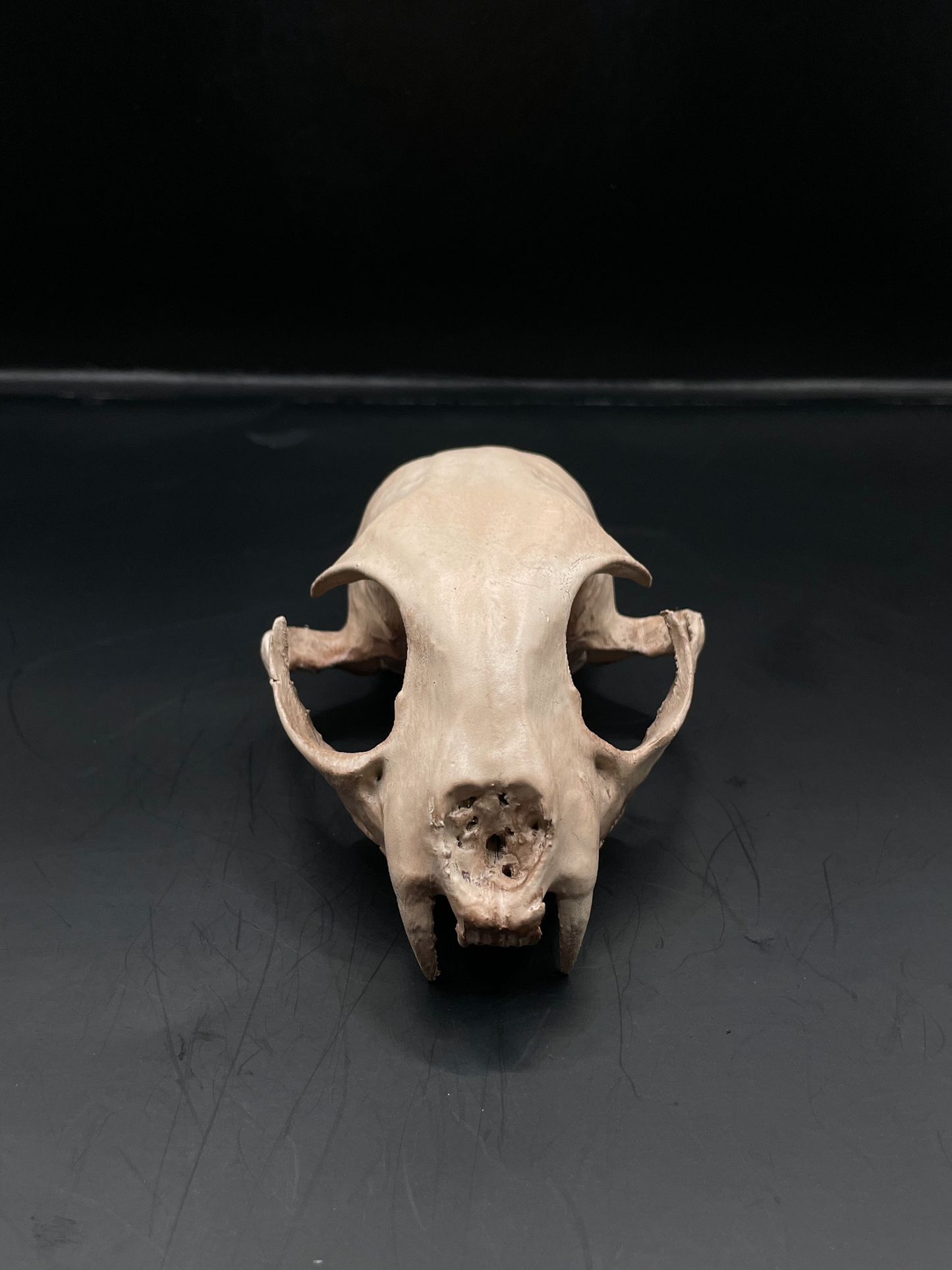 Bobcat skull 3D Replica