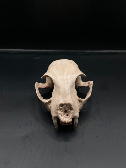 Bobcat skull 3D Replica