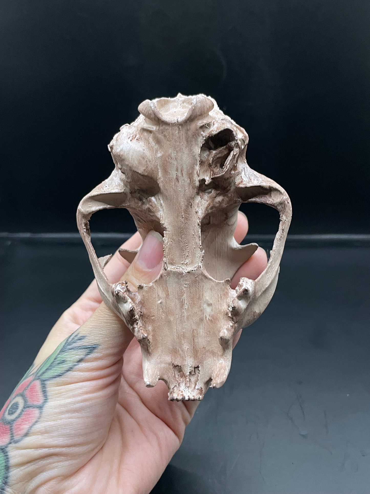 Bobcat skull 3D Replica