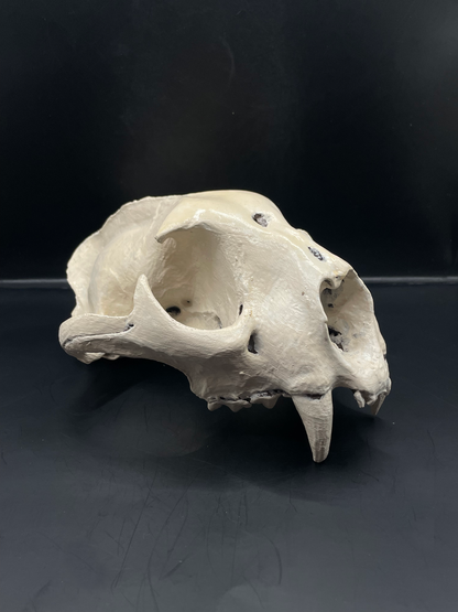 Mountain Lion skull 3D Replica Real size