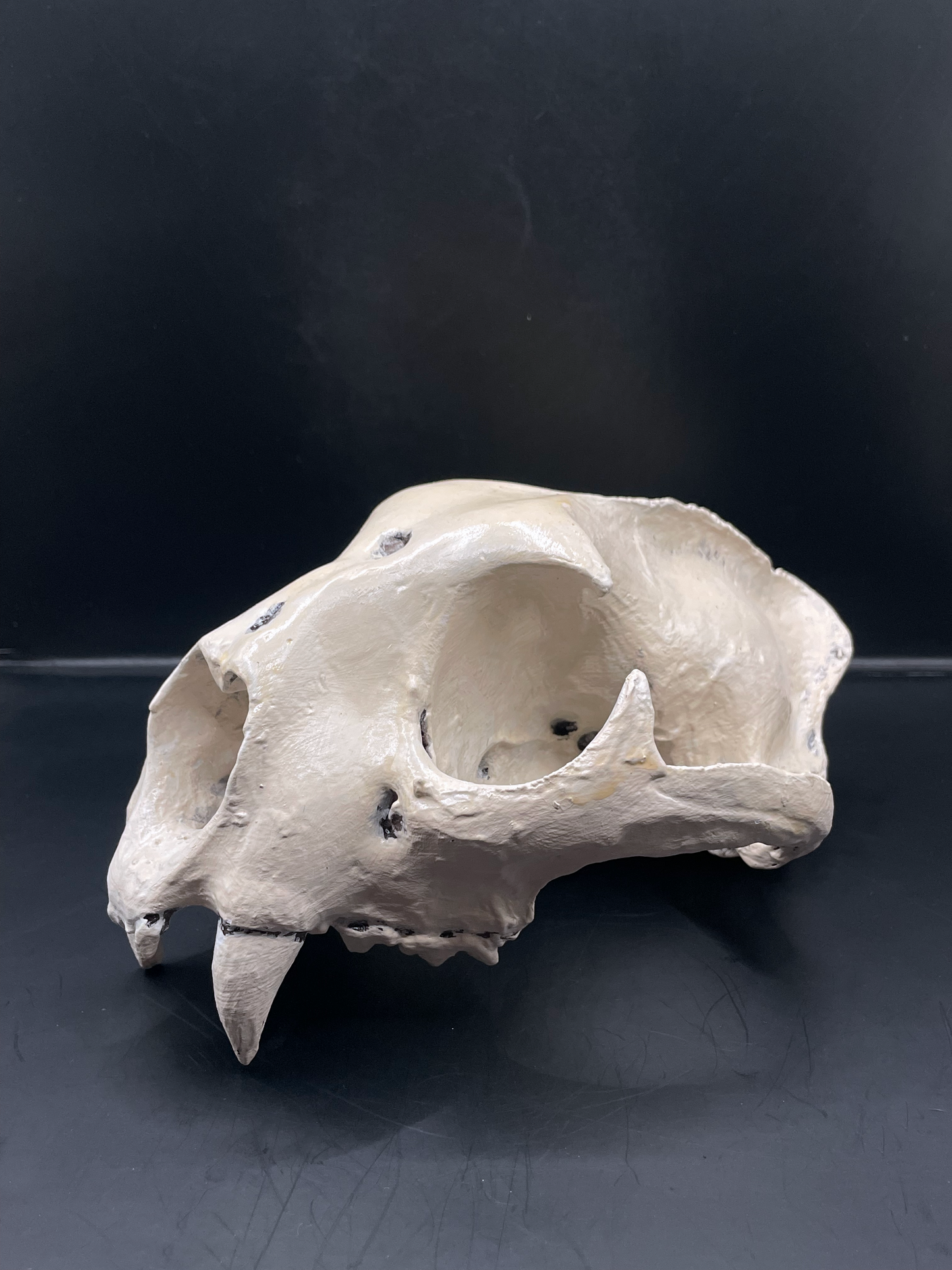 Mountain Lion skull 3D Replica Real size