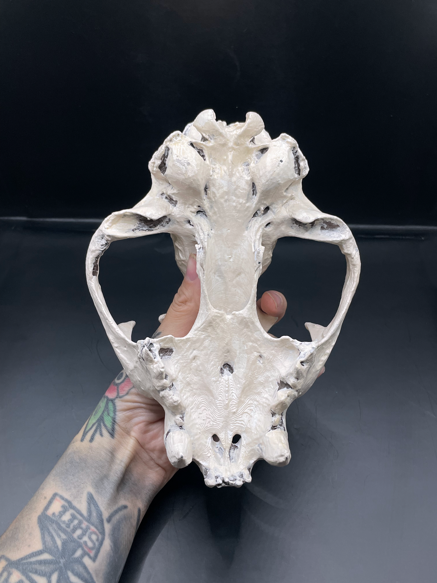 Mountain Lion skull 3D Replica Real size