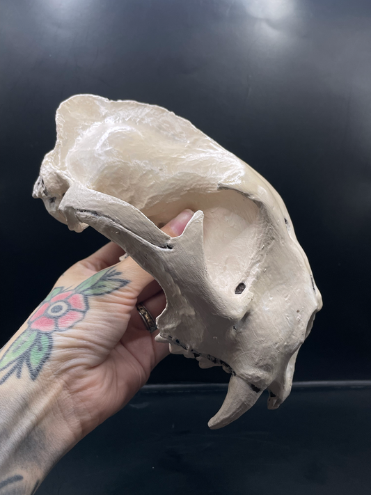 Mountain Lion skull 3D Replica Real size