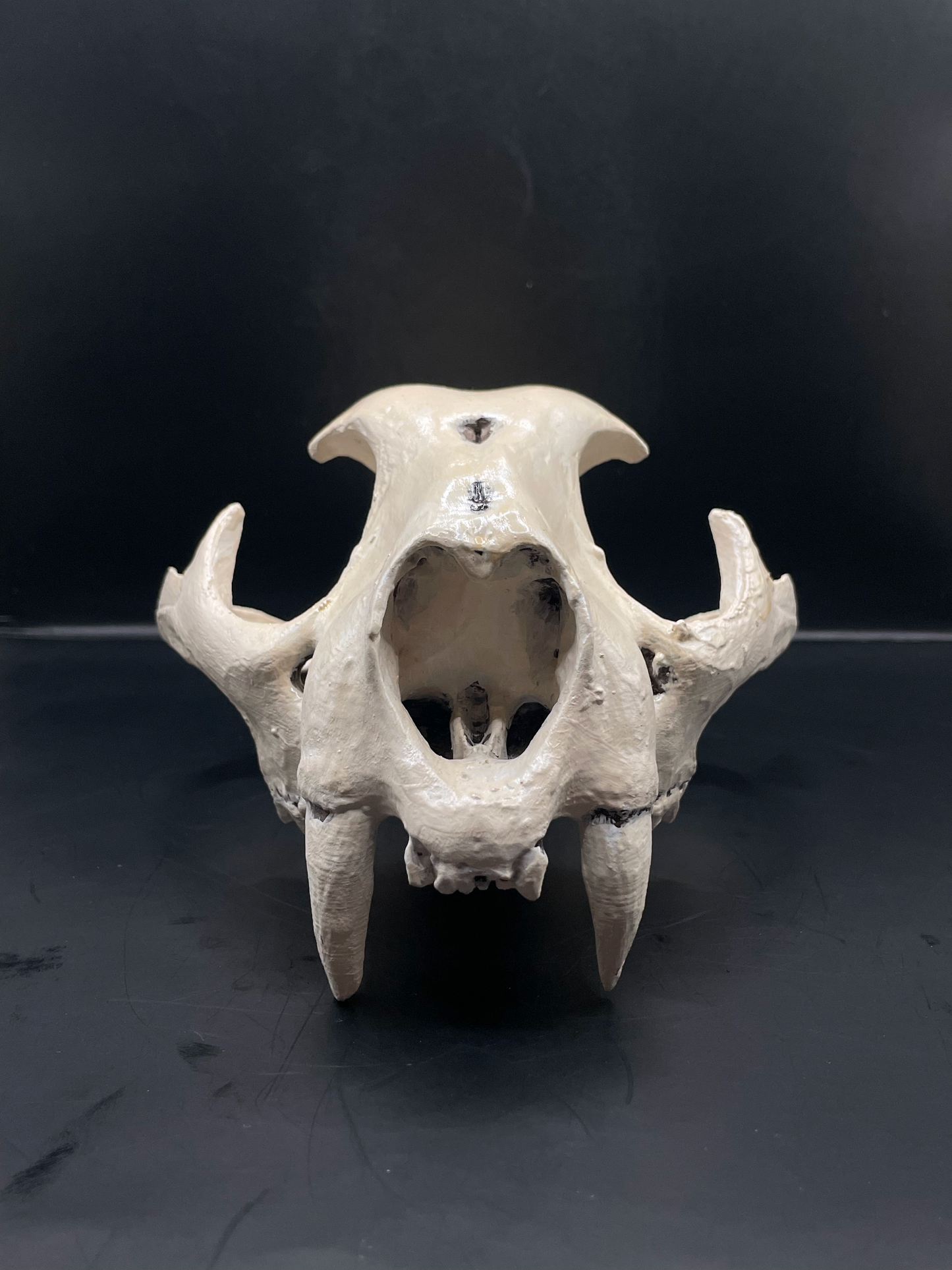 Mountain Lion skull 3D Replica Real size