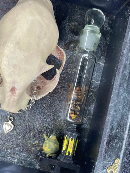 The Old Bobcat, Cabinet of Curiosities