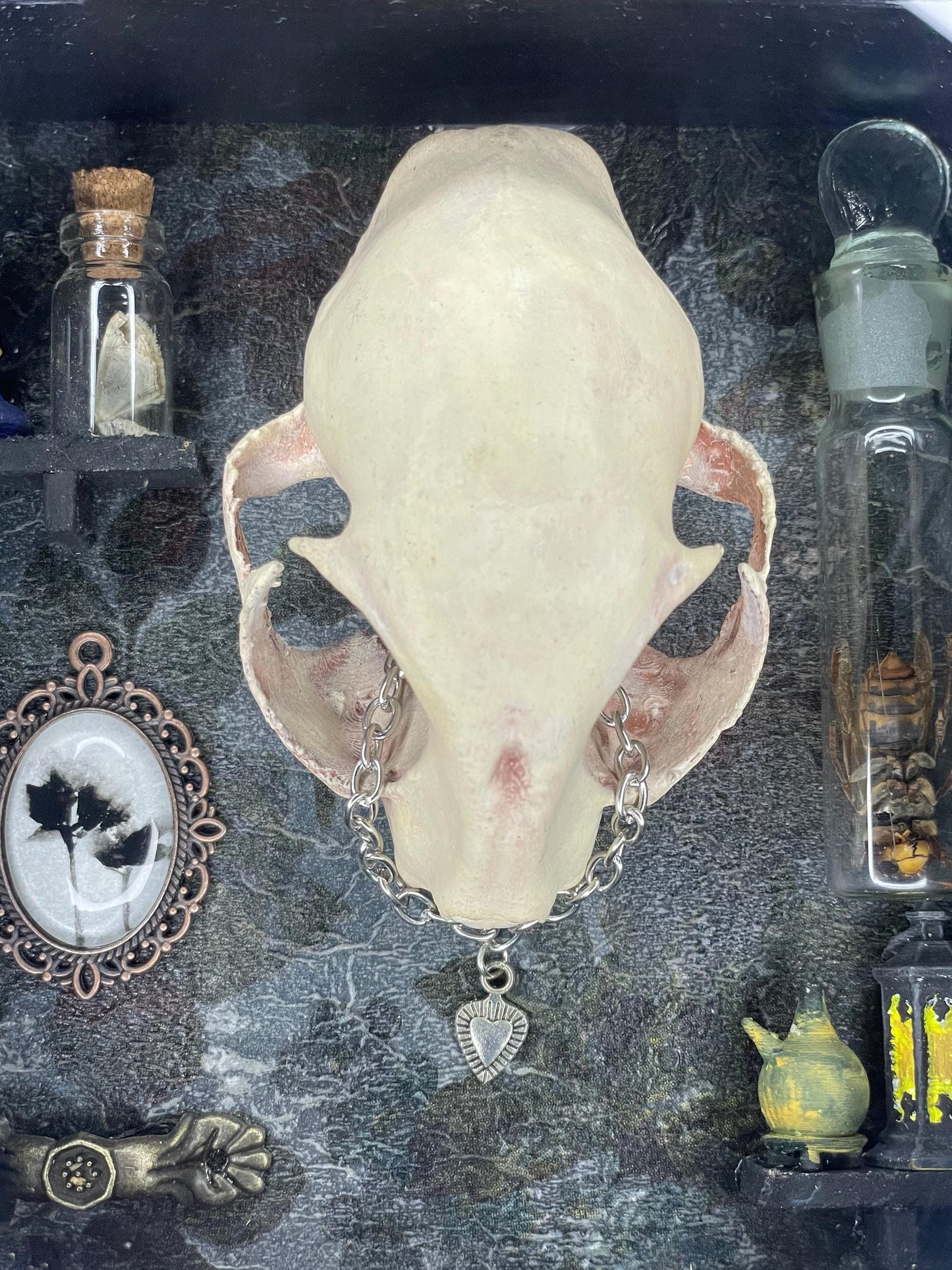 The Old Bobcat, Cabinet of Curiosities